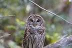 Everglades Sud - 21/02/2022