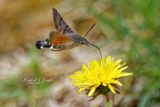Macrophotographie