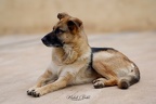 Nos animaux